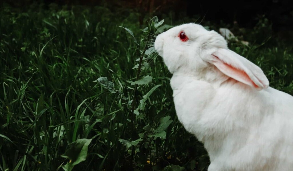 albinos