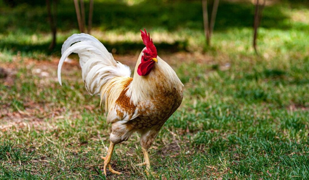 chváliť