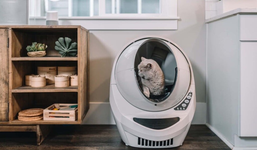 Dream litter box - sen význam litter box