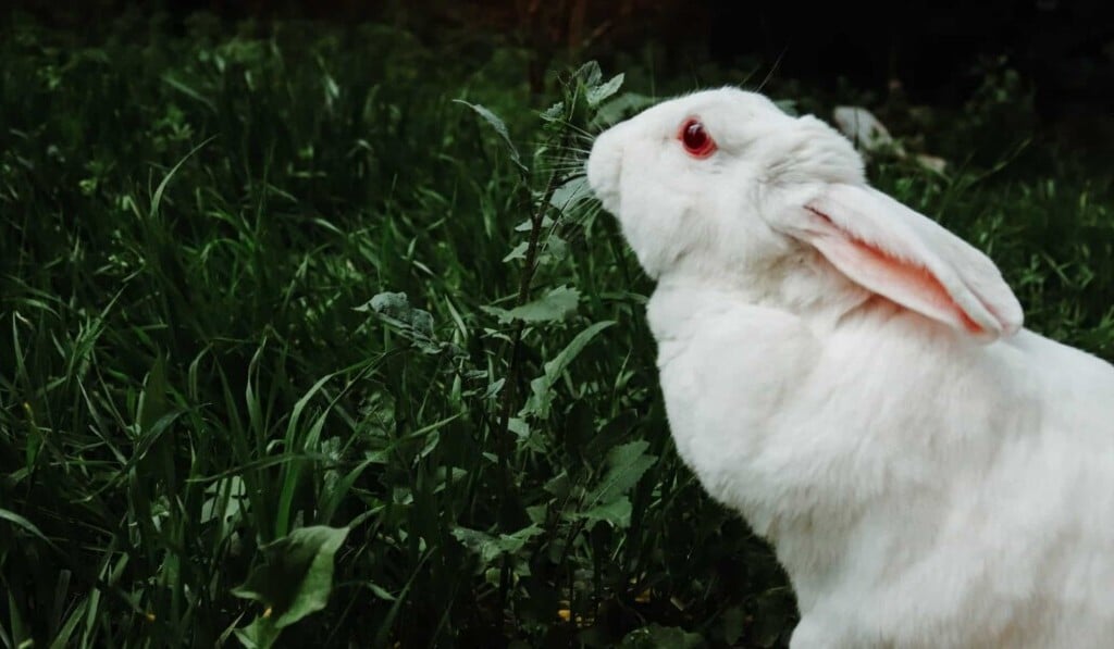 Drøm albino - drøm betydning albino