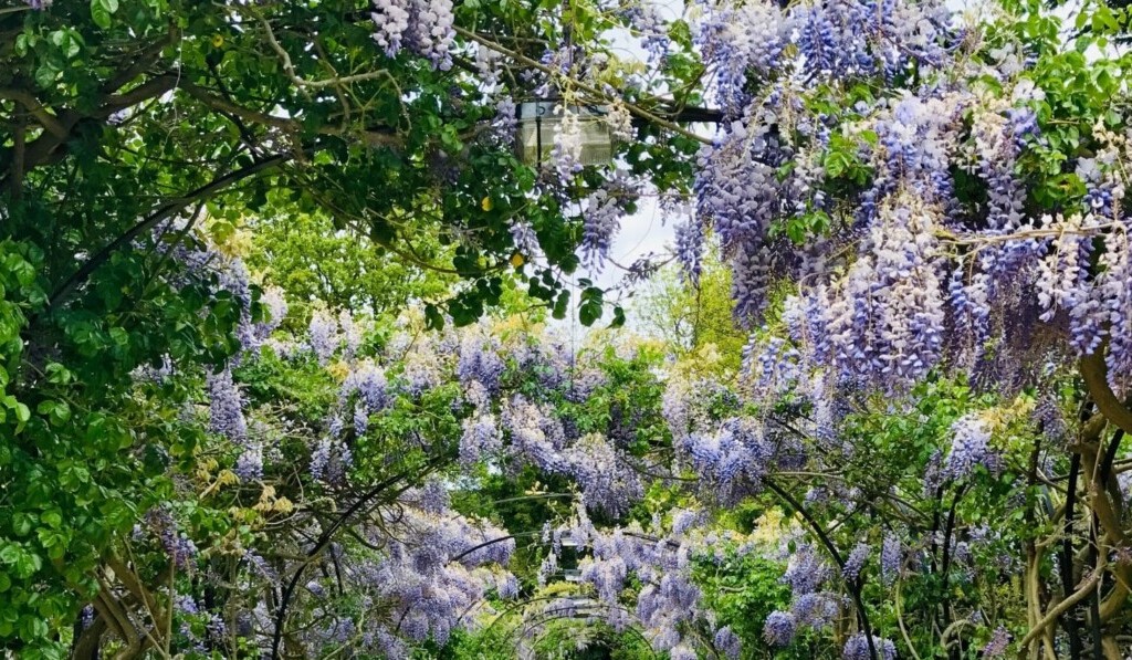 Grădină de vis - grădină de vis sensul visului