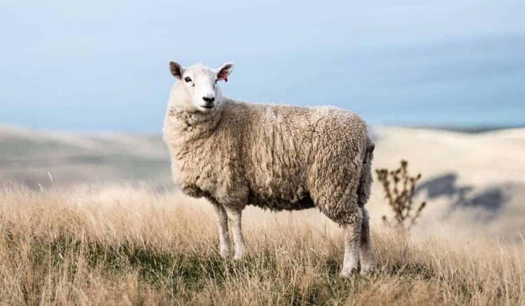 blæse