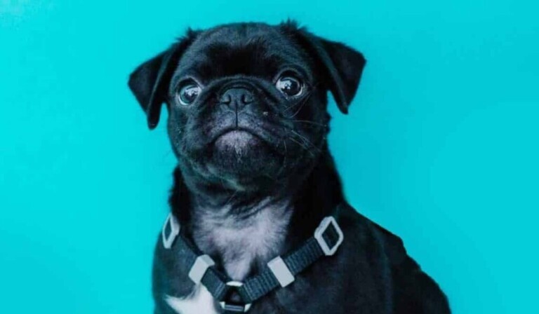 adopție