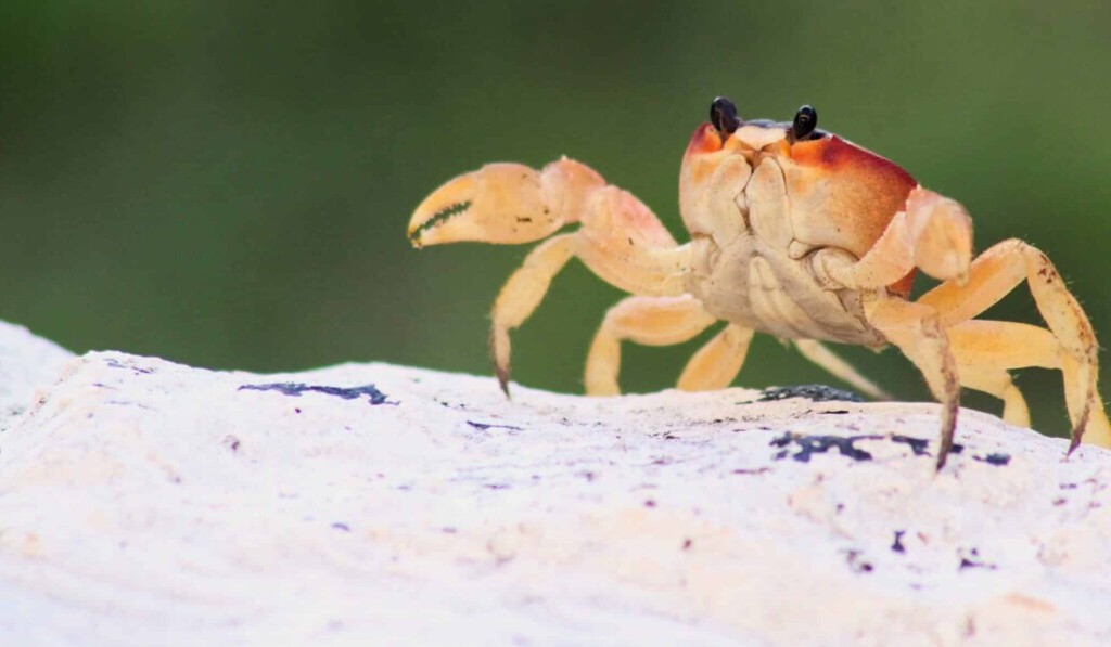 krab
