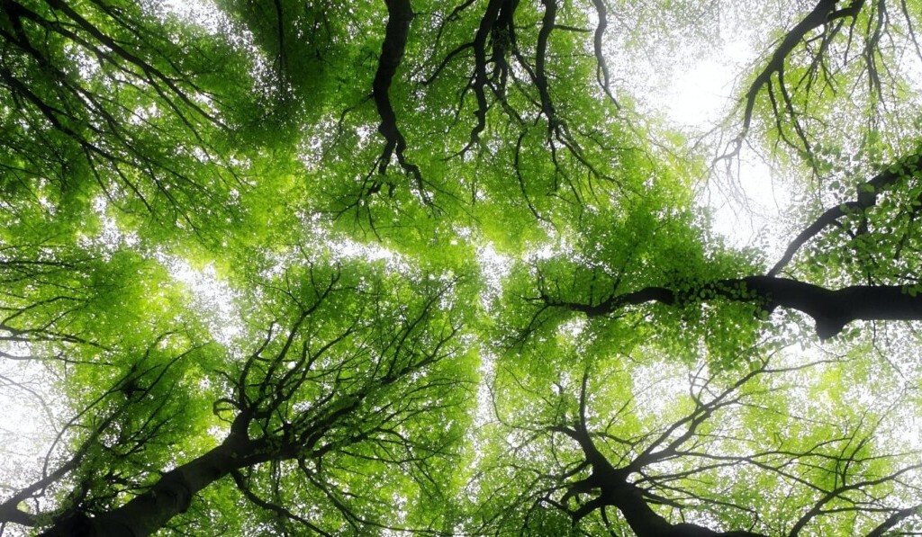 Pădure de vis - pădure de vis înțeles vis
