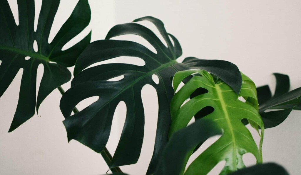 plante de apartament