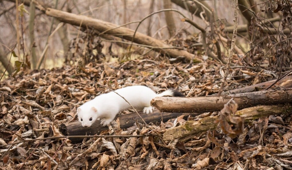 Sanje ermine - pomen sanj ermine