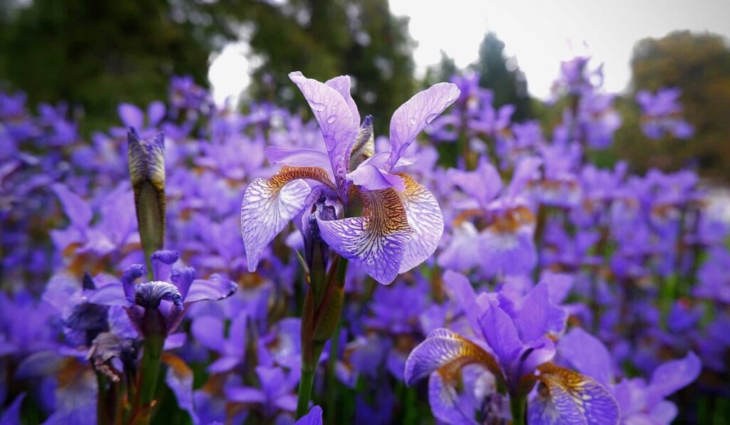 Sanje iris - pomen sanj iris
