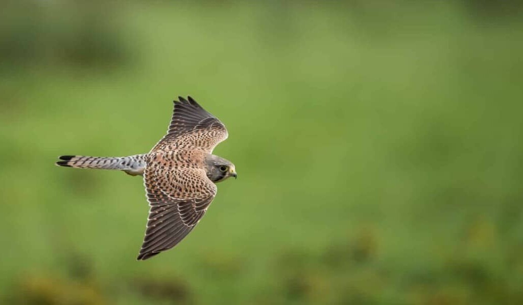 Sanje kestrel - pomen sanj kestrel