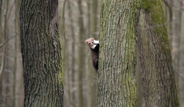 Sanje marten - pomen sanj marten