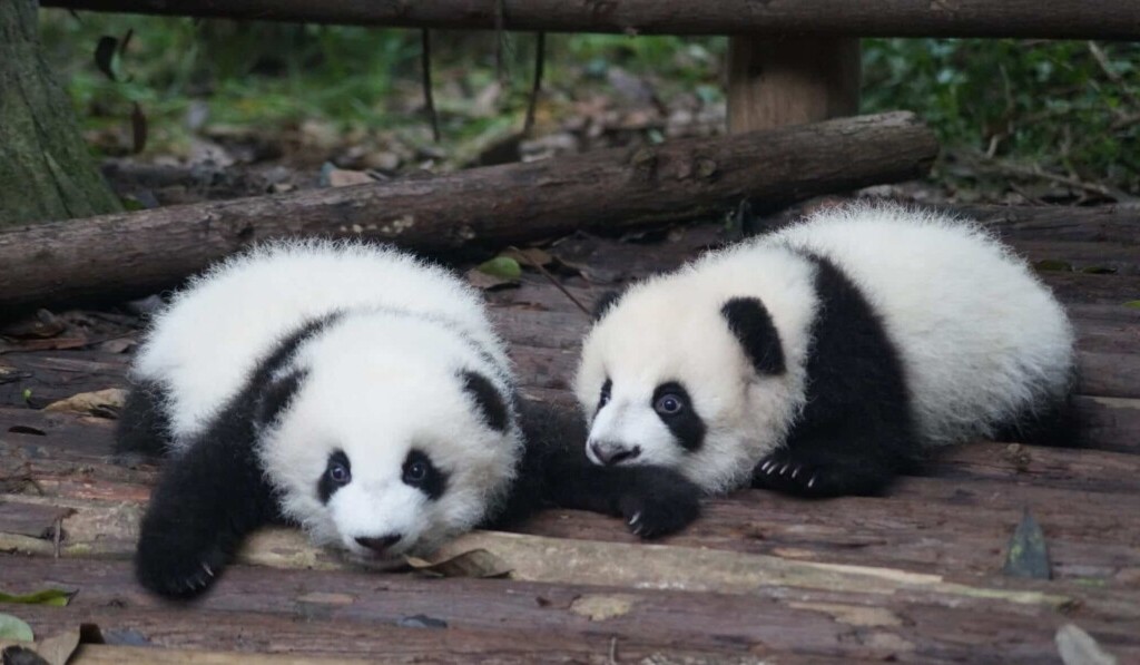 Sanjski medved panda ali panda - pomen sanjski medved panda ali panda