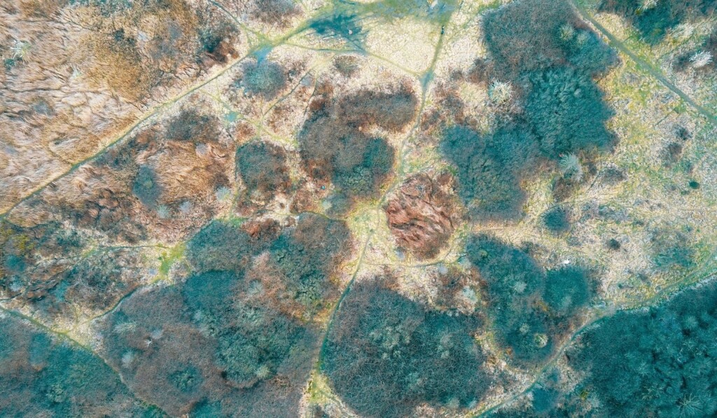 žalių medžių su lapais fotografija iš paukščio skrydžio
