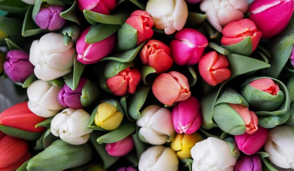 Sen o tulipánoch - význam sna o tulipánoch