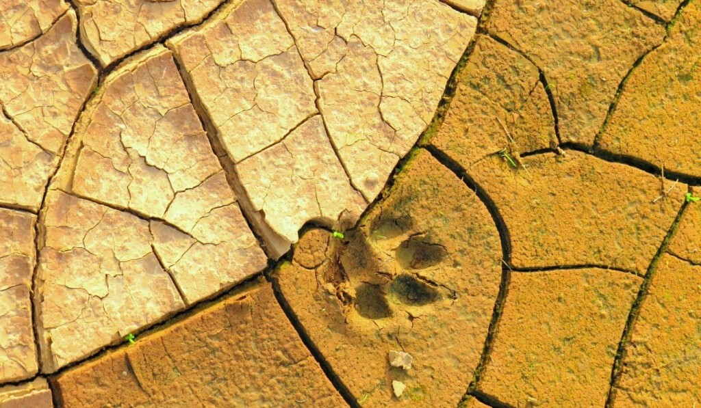 trať
