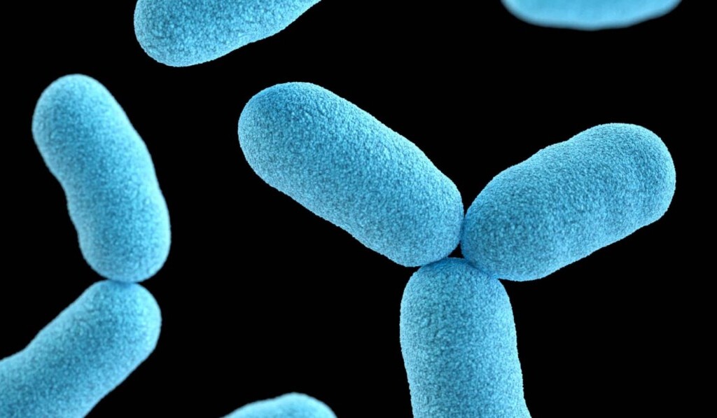 Vis bacterii - semnificația visului bacterii