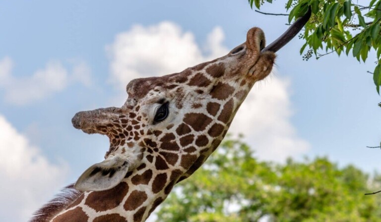 Vis girafă - sensul visului girafă
