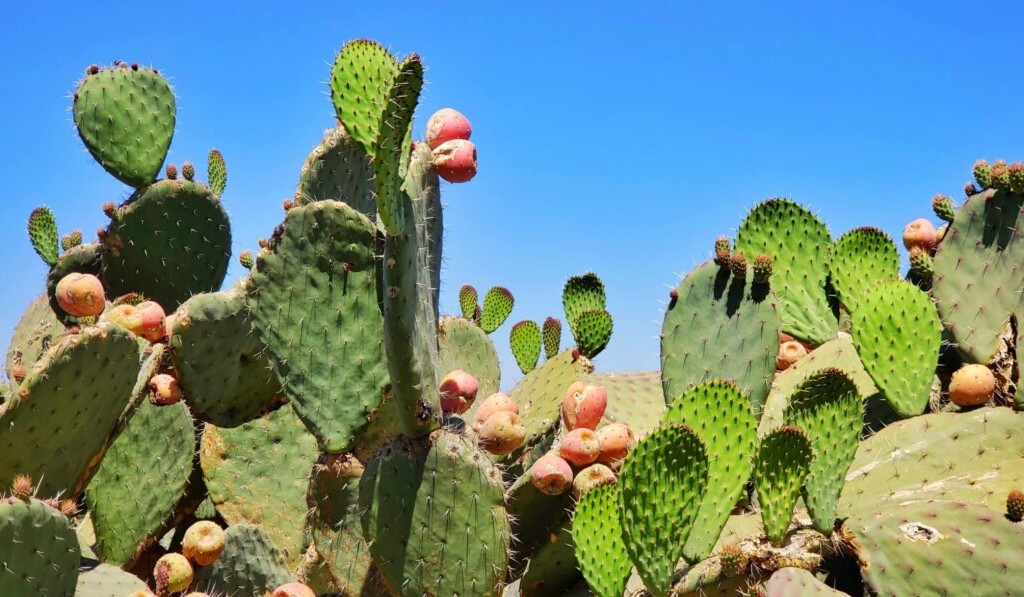 Visul cactusului - semnificația visului cactus