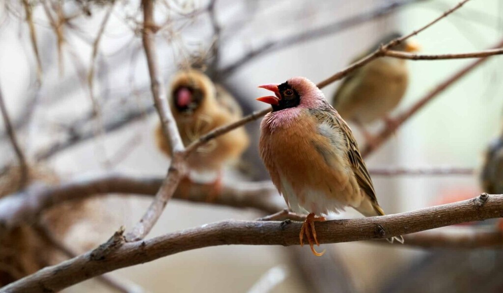 Visul finch - sensul visului finch