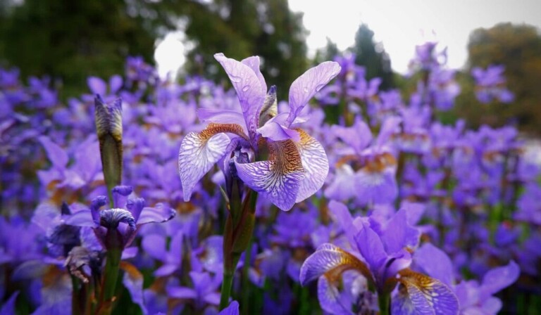 Visul iris - sensul visului iris