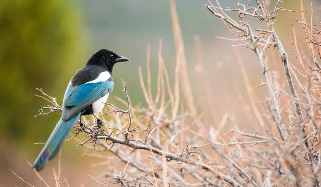 Visul magpie - semnificația visului magpie