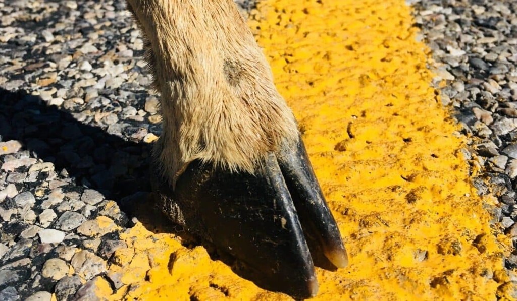 Visul roadkill - semnificația visului roadkill