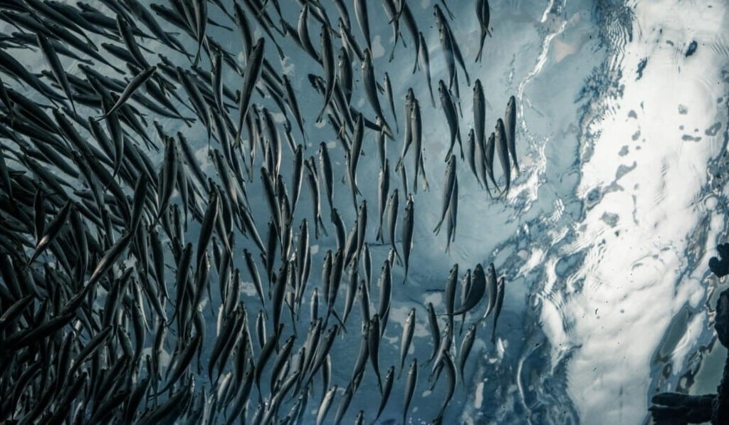 Visul sardine - sensul visului sardine