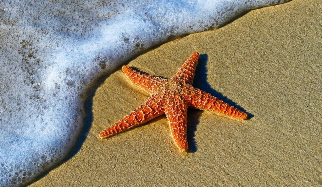 Visul stelei de mare - semnificația visului stea de mare