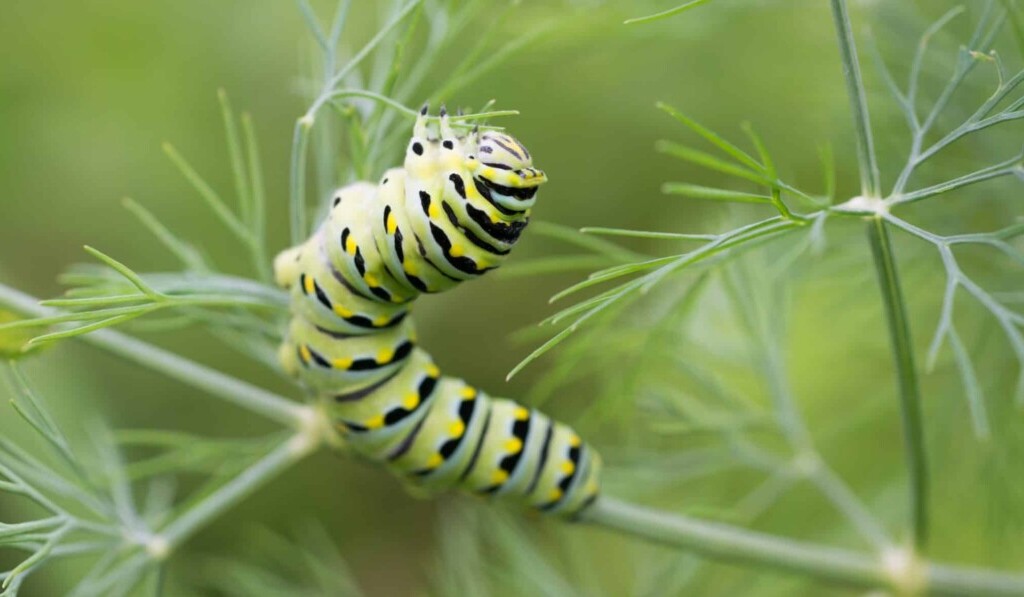 caterpillar