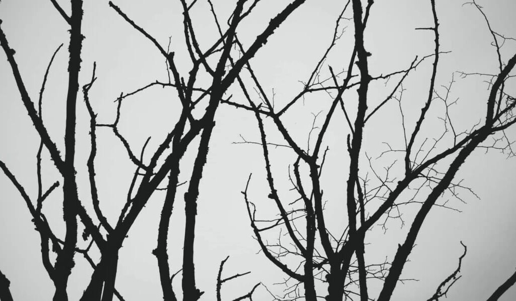 Rêve branches - signification du rêve branches