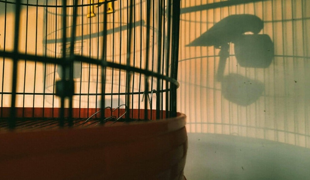 Rêve de cage à oiseaux - signification du rêve cage à oiseaux