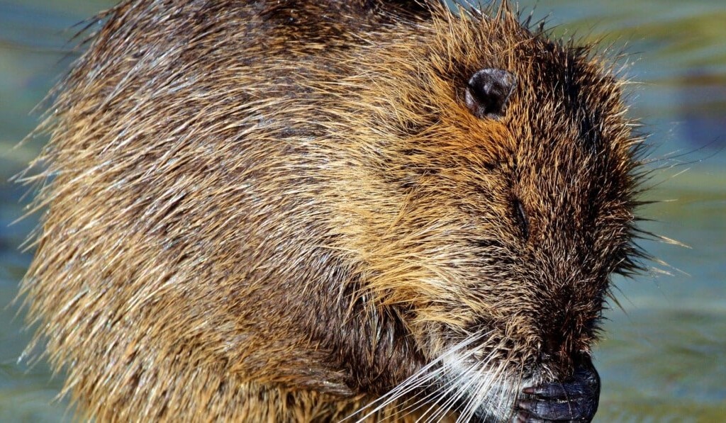 Rêve de campagnol ou de rat d'eau - signification du rêve campagnol ou rat d'eau