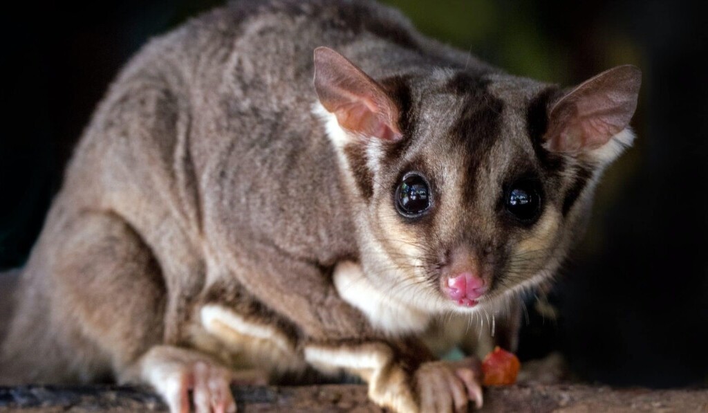 opossum