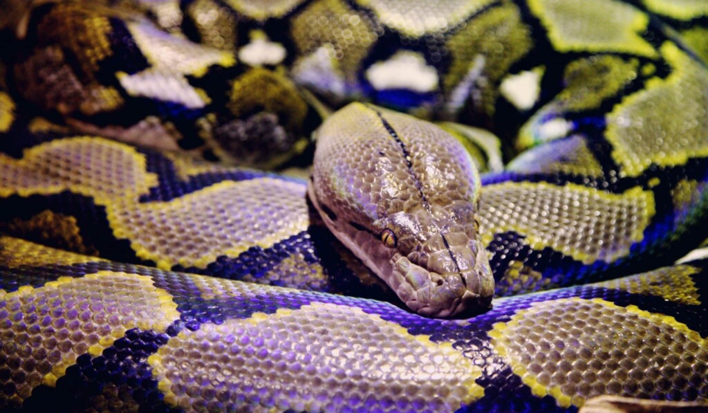 boa constrictor