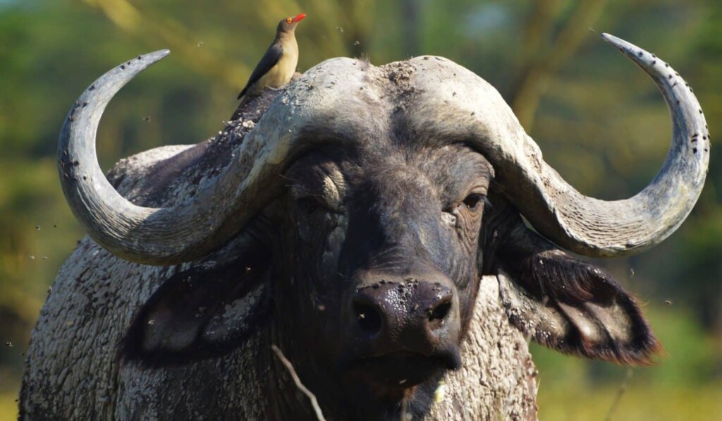 buffle ou bison
