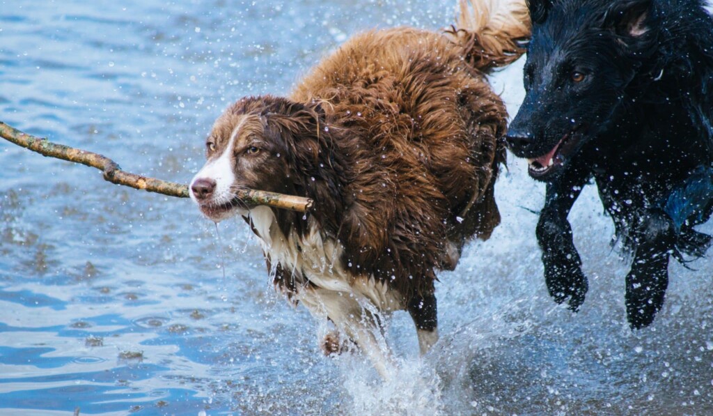 chiens