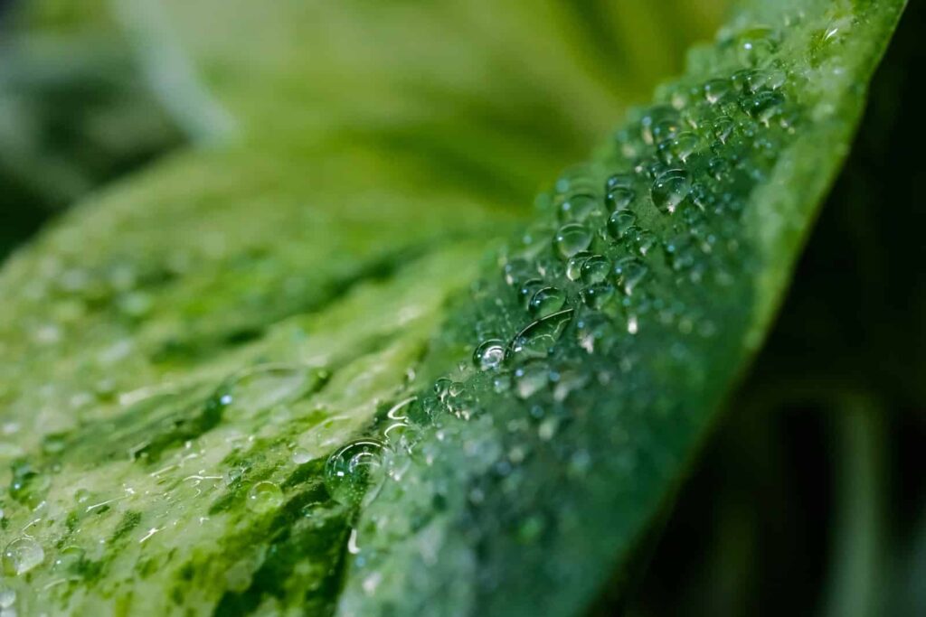 l'humidité