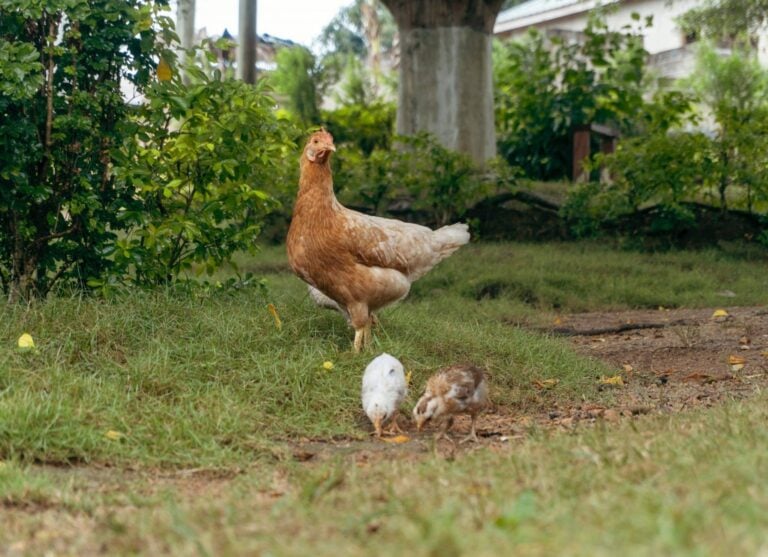 poulet