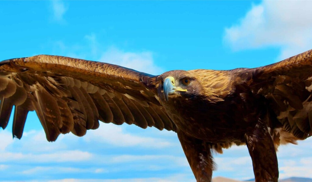 Rêve ailes - signification du rêve ailes