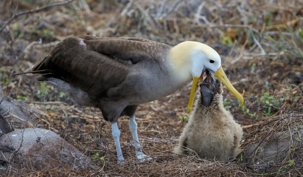 Rêve albatros - signification du rêve albatros