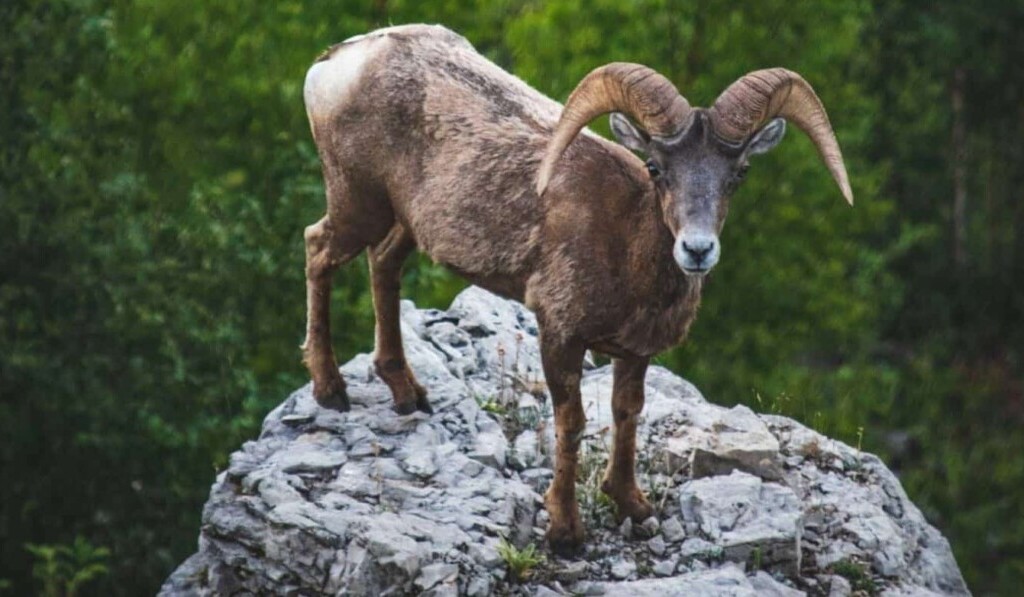 Rêve buck - signification du rêve buck