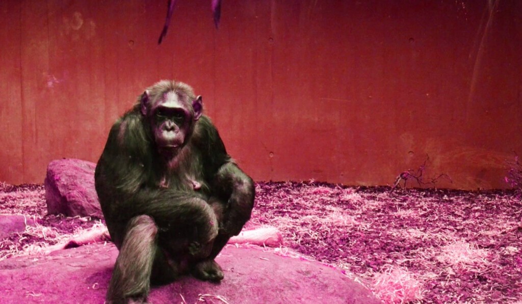 Rêve chimpanzé - signification du rêve chimpanzé