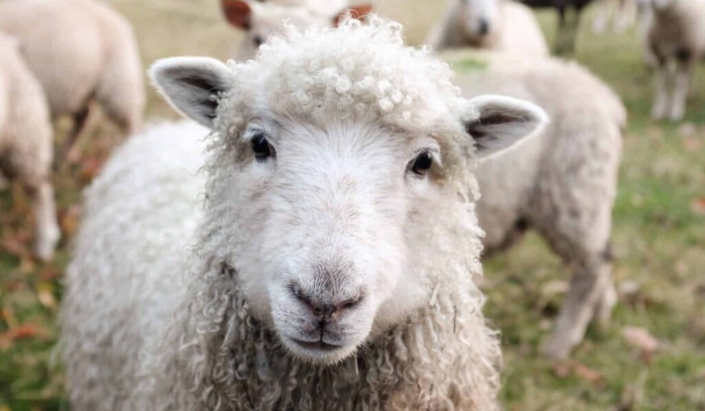 Rêve de mouton - signification du rêve mouton