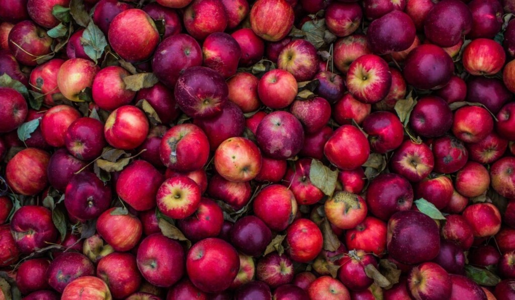 Rêve de pommes - signification du rêve pommes