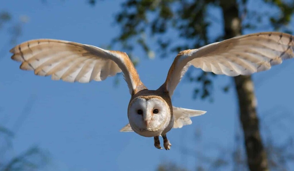 Rêve hibou - signification du rêve hibou