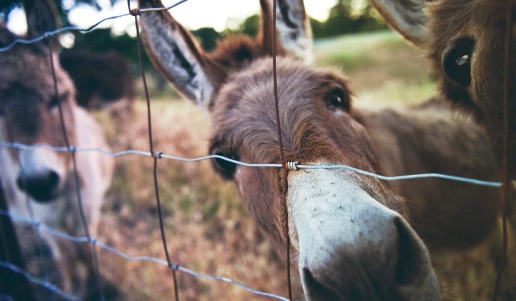Rêve mule ou mulet - signification du rêve mule ou mulet