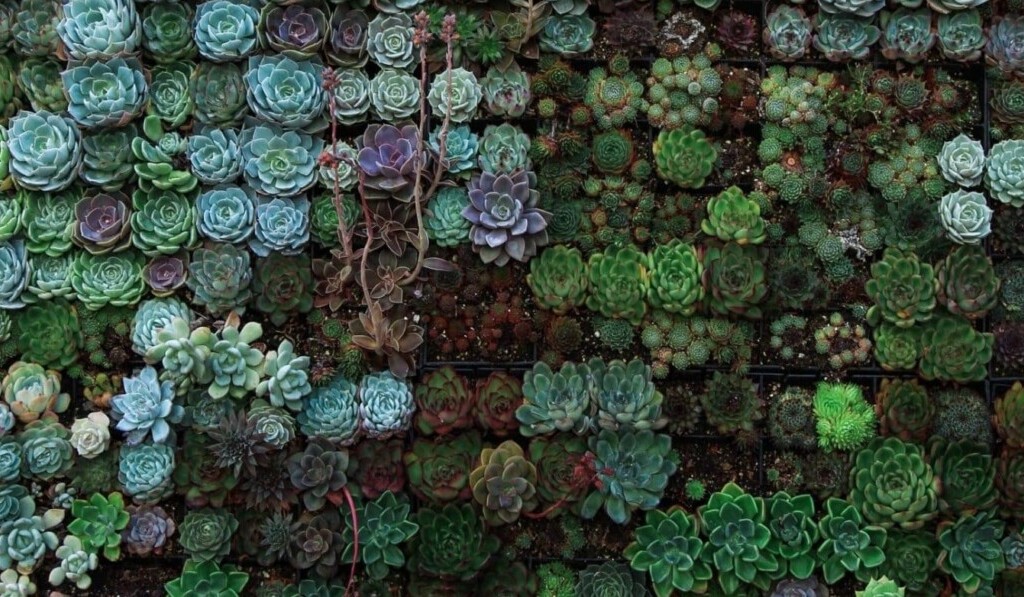 Rêve succulents - signification du rêve succulents