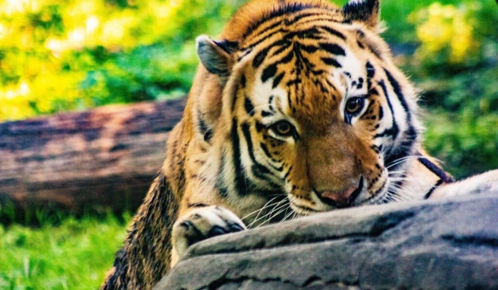 Rêve tigre - signification du rêve tigre
