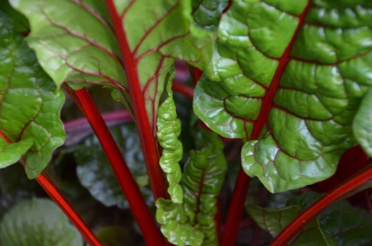 rhubarbe