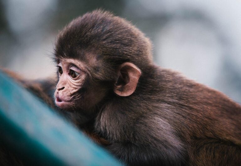singe