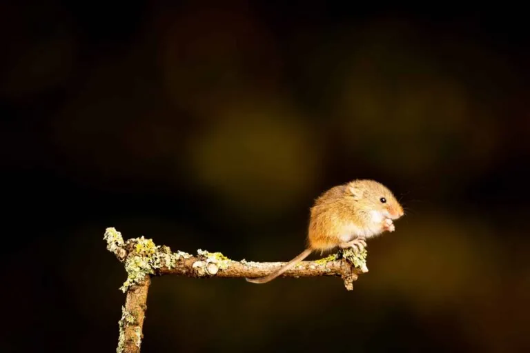 souris